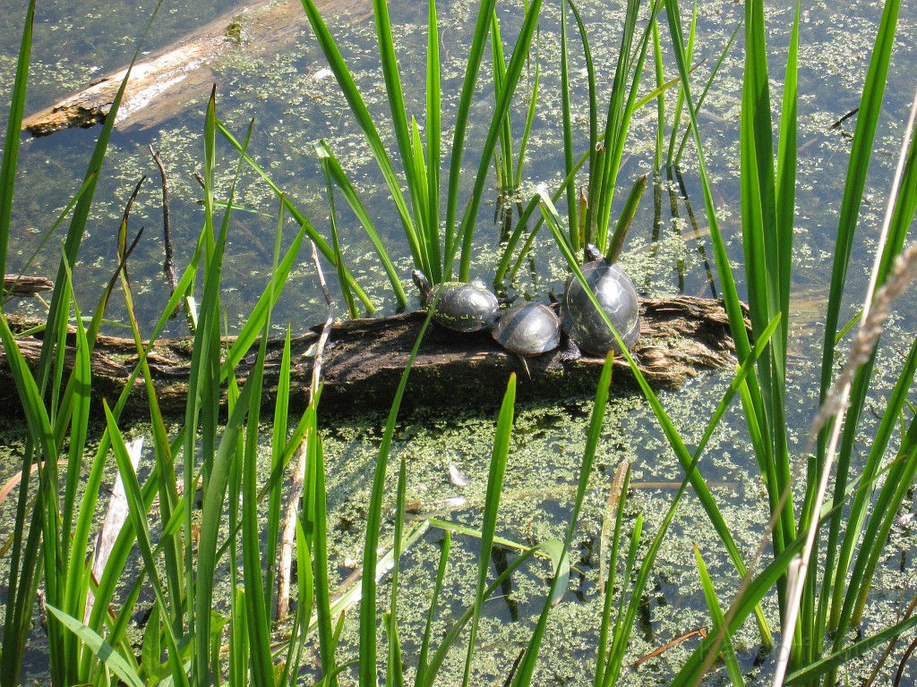 Michigans West Coast 2009 1495.jpg - Labor Day 2009. A trip along Michigans west coast to see beachs, art and buffets.